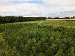 En ny skov er på vej ved Middelfart, og nu kan endnu flere træer komme i jorden med støtte fra Klimaskovfonden