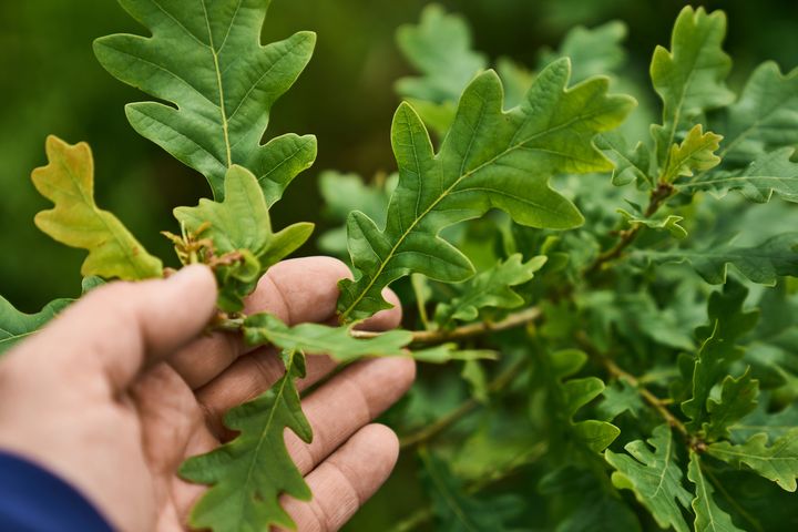 Klimaskovfonden giver det nye højere støttebeløb til skovrejsning til de første 54 lodsejere. Fonden åbner en ansøgningsrunde igen i denne uge.