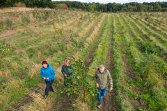 Små træer på store marker. Der går ikke mange år før de nye skove kan opleves i landskabet.