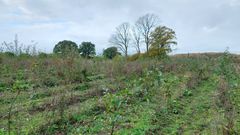 foto af nyplantet skov