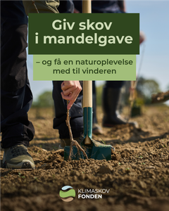 Et bevis for at der plantes ny skov og en oplevelse oveni. Det er en mandelgave der holder længe og gavner klimaet.