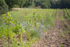 foto af nyplantet skov