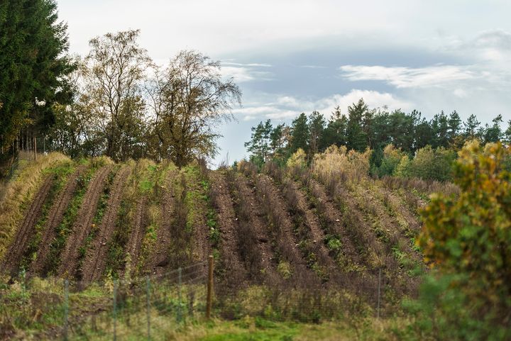 foto%20af%20bakket%20omr%E5de%20med%20plantede%20tr%E6er