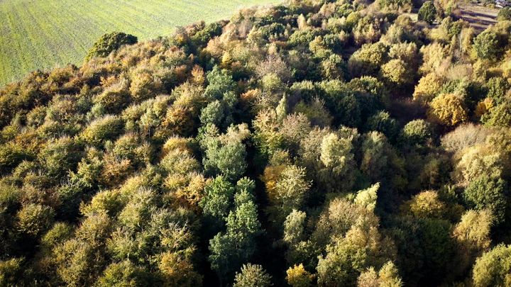 foto af skov set oppefra