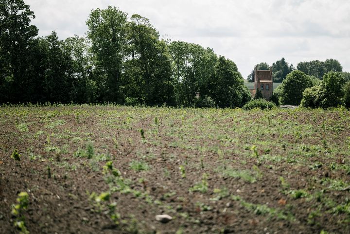 foto af ny skov med kirke i baggrunden