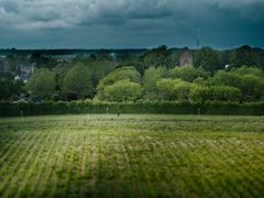 Foto af nyplantet skov og kirke i baggrunden