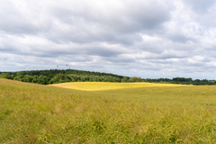 foto udover bølgende marker med skov i baggrunden