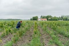 foto af gård og nye træer