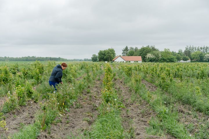 foto af gård og nye træer
