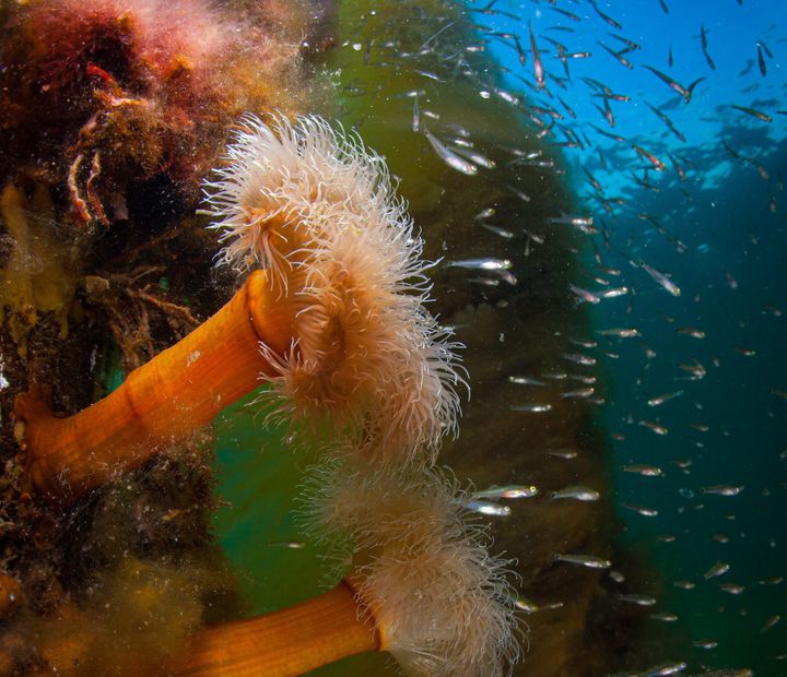 Søanemoner, fisk og masser af liv - det skal der være meget mere af fremover i Horsens Fjord. Nu inviterer kommunerne omkring fjorden borgere til samarbejde om, hvordan det skal ske.