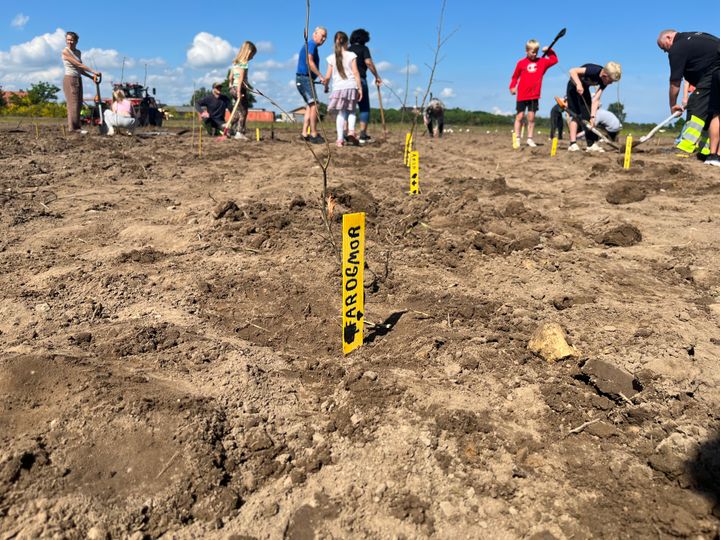 Der er godt gang i skovplantningen i Hedensted Kommune. Her fx i Glud. Nu indkaldes der forslag til, hvor der kan plantes nye skovområder.