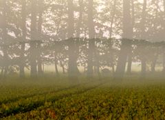 Detalje fra videoværk af Pia Rönicke, 'Fredløs' 2026, der kan opleves i særudstillingen 'Skovens tid' fra den 17. januar. Gennem samtidskunst og historiske værker åbner særudstillingen op for en diskussion af skovens betydning i dag og i fremtiden.