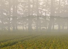 Detalje fra videoværk af Pia Rönicke, 'Fredløs' 2026, der kan opleves i særudstillingen 'Skovens tid' fra den 17. januar. Gennem samtidskunst og historiske værker åbner særudstillingen op for en diskussion af skovens betydning i dag og i fremtiden.