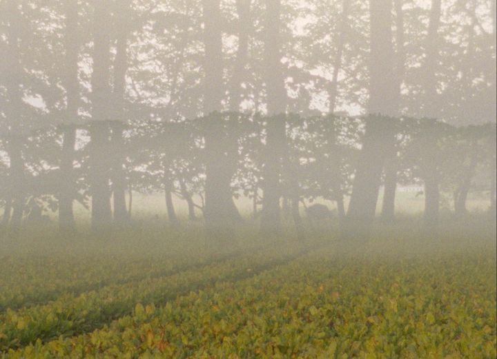 Detalje fra videoværk af Pia Rönicke, 'Fredløs' 2026, der kan opleves i særudstillingen 'Skovens tid' fra den 17. januar. Gennem samtidskunst og historiske værker åbner særudstillingen op for en diskussion af skovens betydning i dag og i fremtiden.