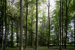 Rune Bosse, Træfald.