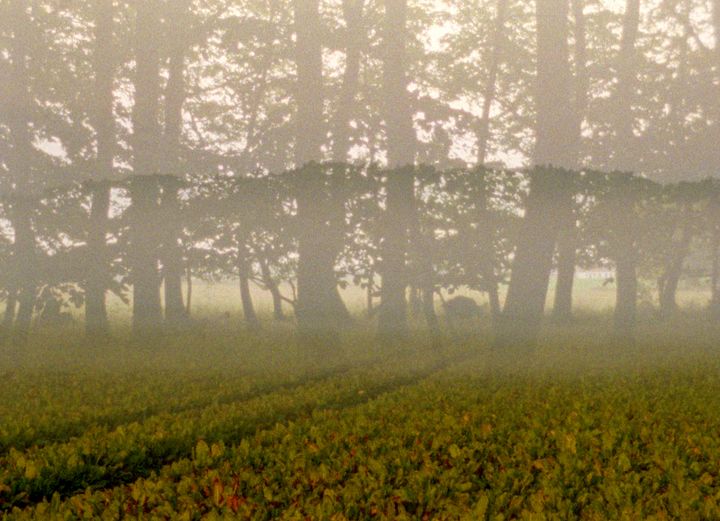 Ny særudstilling lader kunsten åbne op for en diskussion af skovens betydning i dag og i fremtiden. Her ses detalje fra videoværk af Pia Rönicke, 'Fredløs' 2026, der kan opleves i 'Skovens tid'  den 17. januar - 19. april sammen med syv andre samtidskunstnere og historiske værker.