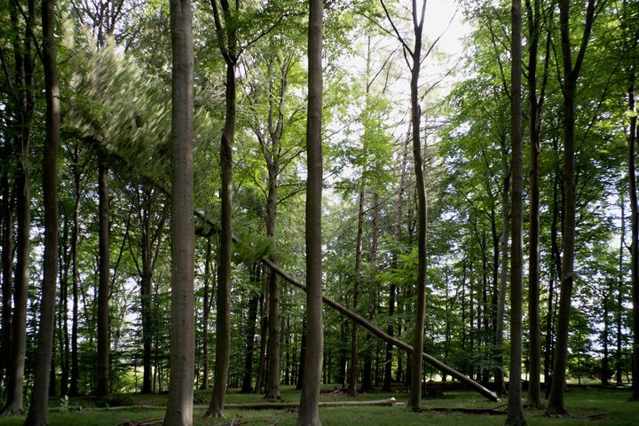 Rune Bosse, Træfald, 2022