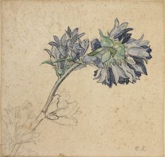Christine Swane, Campanula, ca. 1900, Johannes Larsen Museet