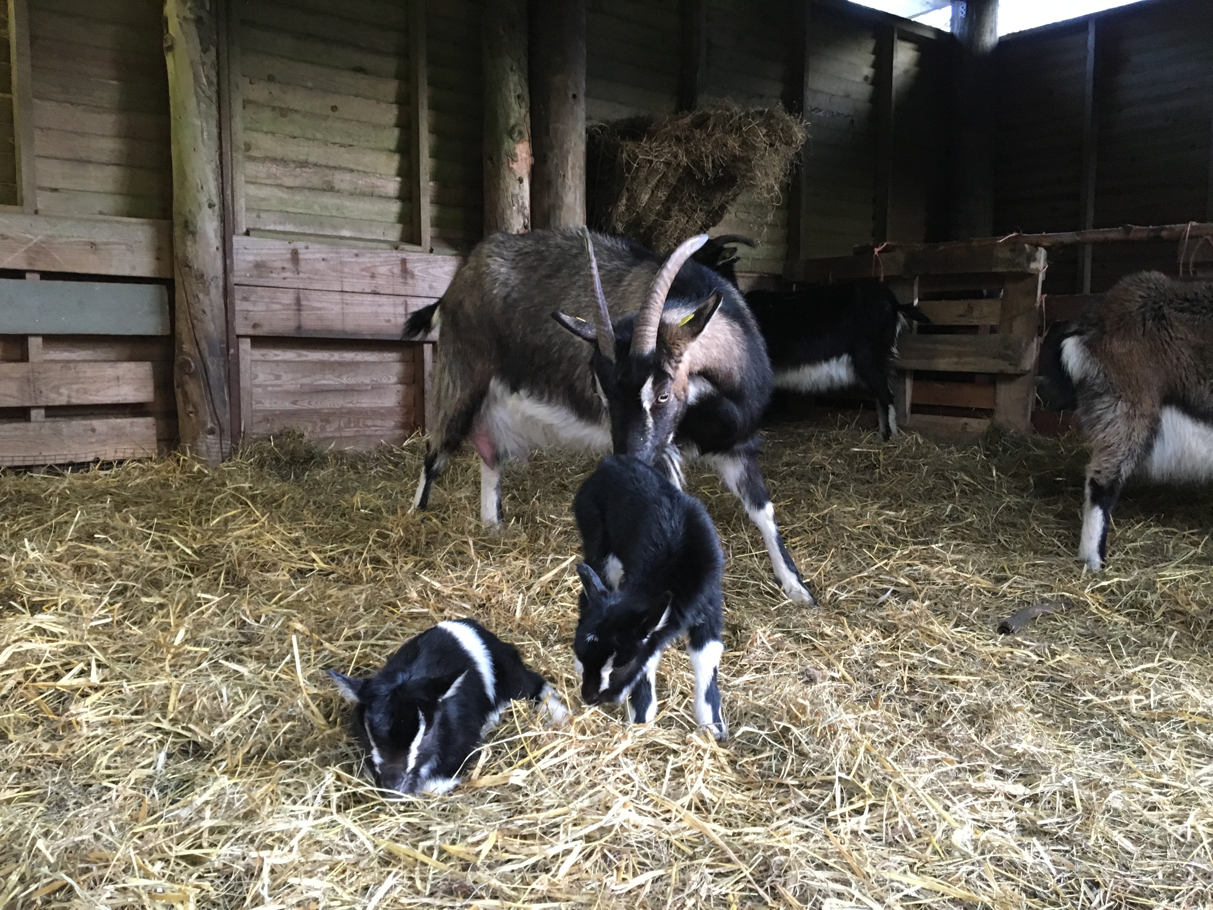Gedeskuret i Undallslund Skov bliver nu renoveret med hjælp fra støtte fra Nordea-fonden, så Naturskolen Viborg fra næste skoleår er klar til at modtage sårbare elever.
