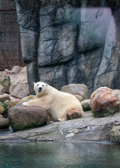 Apropos Bureau x Aalborg Zoo 2