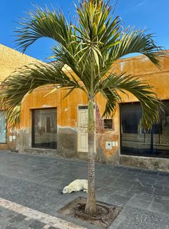 Palmer og farverige huse pryder bybilledet.