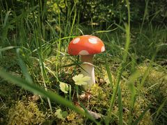 Tag på en eventyrlig og udfordrende offroad-rute med kringlede opgaver og mystiske møder med shikkelser fra "Alice i Eventyrland"-universet. Ruten kan også opleves som natterute – husk lommelygten! Anbefales til modige skattejægere fra ca. 9 år og op Samarbejdspartner: Viborg Orienteringsklub.