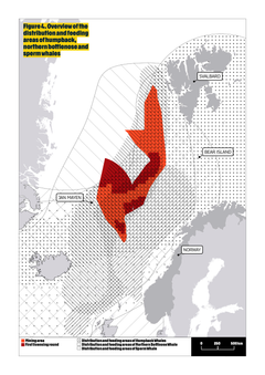 Illustrationen viser fordelingen af kaskelothvaler, pukkelhvaler og nordlige døglinge i det område, hvor der er planlagt minedrift.