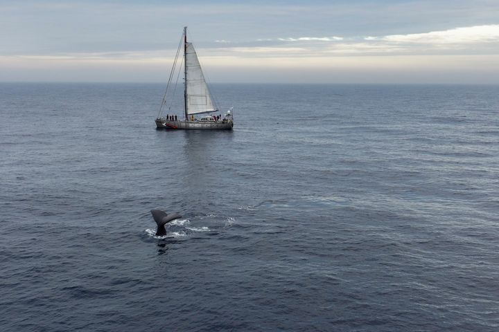 En kaskelothval dykker foran Greenpeace-skibet, Witness, på dets ekspeditionstur til Arktis i august 2024. Formålet med turen var gennem visuelle og akustiske undersøgelser at indsamle viden om hvaler i det arktiske område, som Norge vil åbne for dybhavsminedrift.