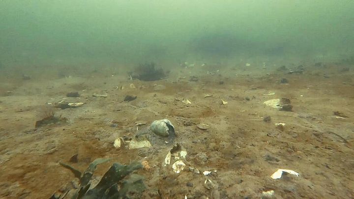Den ødelagte og døde bund i Vejle Fjord efter mange års udledning af kvælstof.
