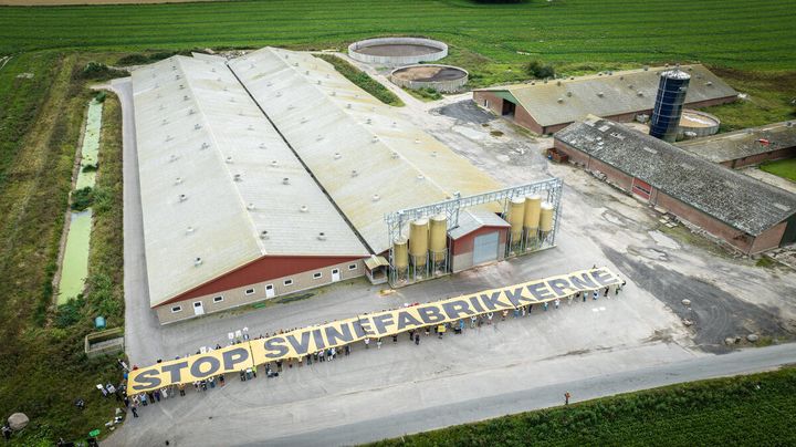 Greenpeace protesterede i 2023 med naboer og borgere i Rislev ved Næstved mod byggeriet af endnu en stor svineproduktion i landsbyen, der er omkranset af beskyttet natur og dyreliv.