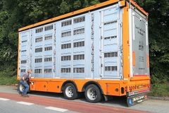 Svin på fire dæk er det "normale", når levende svin transporteres af de danske svinekødsproducenter. Foto: Knud Haugmark