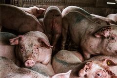 Reglerne siger, at levende svin må transporteres i op til 24 timer uden krav om pause eller hvil, og det udnyttes i stor stil af dansk kødproduktion, som i løbet af de seneste årtier har vokset sig til EU’s største eksportør af småsvin. Foto: Dyrenes Beskyttelse