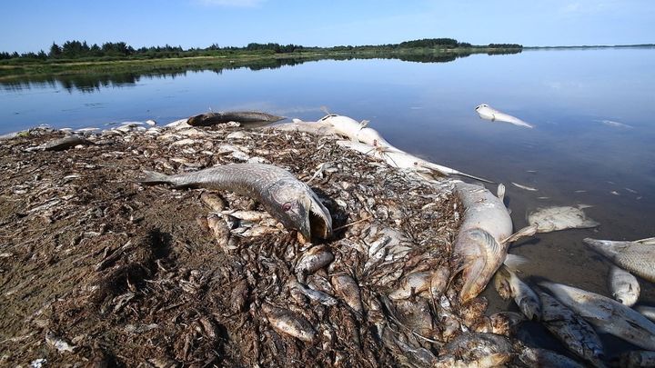 Landbrugsbetinget iltsvind i den 400 hektar store Filsø i Vestjylland dræbte i august 2018 omkring 80 tons fisk. Foto: Theis Kragh.