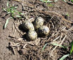 I begyndelsen af april lægger vibehunnen fire spidst pæreformede, grønlige æg med mørke pletter, i en flad fordybning i jorden, og gennem den næste måned bliver der ruget af de to forældre på skift. Foto: Niels Andersen.
