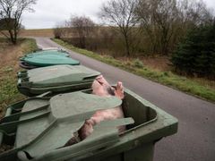 Hver eneste dag dør der næsten 30.000 småsvin på de danske svinekødsfabrikker. De betragtes som affald og bliver rutinemæssigt fjernet af destruktionsanstalten DAKA. Foto: Greenpeace