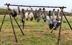 Hele 42 jagtbare gæs, ænder, vadefugle, måger og hønsefugle samt Sanglærke og Stær undersøges af EU med henblik på at sikre en bæredygtig jagt. Foto: Jan Skriver