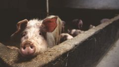 Svinene har fået det 1 pct. bedre fra 2021 til 2022, påstås det i Fødevareministeriets pressemeddelelse. Foto: Piqsels
