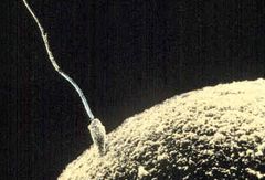 Mødet mellem spermatozo og ægcelle er ikke længere nogen selvfølgelighed. Ufrugtbarheden breder sig over det meste af verden, hvor forbruget af sprøjtegifte er stigende. Foto: Wikipedia