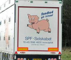 Ja, de har krølle på halen de smilende grise, som er afbildet på lastbilen på vej mod målet. Men grisene i lasten er skrækslagne og i krise. Privatfoto