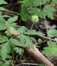 Desmerurt har en blomsterstand, der består af fem uens blomster i unik terning-geometri. Den udsender en sart og skøn duft af moskus. Foto: Ian Heilmann