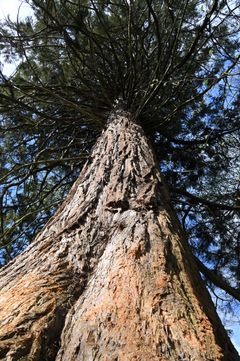 Californien på Tåsinge: Mammuttræet i skoven bag Valdemars Slot. Plantet for flere hundrede år siden er det for længst trådt i karakter som giganttræ, især hvad angår stammeomfanget ved roden. Det kan vinke over til en anden senior: den 400-årige ”Ambrosius-eg” i nærheden. Foto: Ian Heilmann