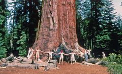 Det californiske mammuttræ Sequoiadendron giganteum kan opnå den ufattelige alder af adskillige tusinde år, tid nok til at blive verdens største levende organisme. Foto: Wikipedia