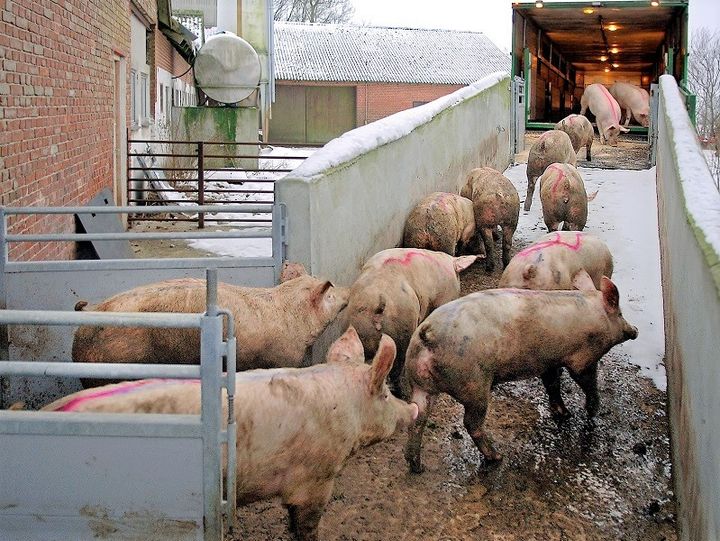 Svinekødsindustrien, der producerer 42 mio. svin årligt, kan fortsætte uden regulering, hvis det står til parterne bag den grønne trepart. Foto til download: Niels Reiter