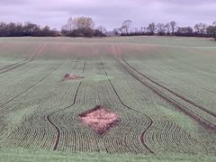 En fremtidsorienteret landbrugsaftale ville støtte omlægning af fodermarker til det nuværende animalske landbrug hen mod produktion af økologisk dyrkede og plantebaserede fødevarer.  En sådan omlægning vil give mening, fordi der så på et langt mindre landbrugsareal kan dyrkes sund mad til mange flere mennesker. I dag er dansk landbrug stor-eksportør af kød og levende dyr, mens vi importerer 70 % af de grøntsager, danskerne konsumerer. Foto til download. Kredit: Gylle.dk