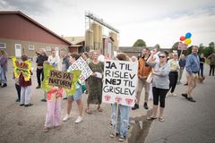 I august 2023 var Tybjerggård målet for en større demonstration fra de lokale beboere i Rislev, hvor 175 børn og voksne gik med i en demonstration med en ren skilteskov med protestbudskaber for at få stoppet byggeriet af endnu en fabrik. Svinekødsproducenten havde fået Næstved Kommunes miljøgodkendelse til at opføre en ekstra fabriksbygning blot 30 meter fra den eksisterende. Fidusen var kendt som CVR-finten, og ifølge Greenpeace ville den betyde mere ammoniakforurening af en sårbar og beskyttet natur, større lugtgener, larm og tung trafik. Foto: Greenpeace