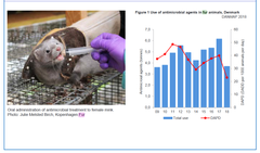 Antibiotikaforbruget i minkindustrien ophørte ved udgangen af 2020 efter corona-aflivningen. I 2019 udgjorde minkforbruget knap 4 tons, som altså ikke længere bidrager til at sende den samlede opgørelse af veterinær medicin i vejret, men alligevel er der registreret en markant stigning. Kilde: Danmap 2023.