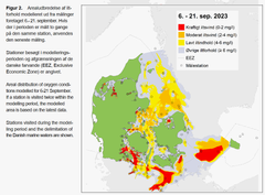 Tidligere har iltsvindepisoderne især ramt farvandene omkring og syd for Fyn, men i de senere år har de bredt sig nordpå i Kattegat. Forekomsten af fedtemøg ved Skagen Havn viser, at miljøproblemet er nået næsten helt op, hvor Skagerrak og Kattegat mødes. Kilde: DCE. Aarhus Universitet.