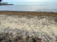 Fedtemøget skyller ind i disse dage som en bræmme langs stranden syd for Skagen Havn, hvor algerne i vandet er en brun/grøn langsomt flydende suppe, på land er de første meter brungrønne og længere oppe hvor algerne har ligget et stykke tid er de gulligt brune. Foto: Peter Holm - til download.