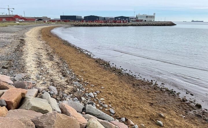 Fedtemøget skyller ind i disse dage som en bræmme langs stranden syd for Skagen Havn, hvor algerne i vandet er en brun/grøn langsomt flydende suppe, på land er de første meter brungrønne og længere oppe hvor algerne har ligget et stykke tid er de gulligt brune. Privatfoto til download.