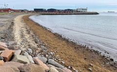 Fedtemøget skyller ind i disse dage som en bræmme langs stranden syd for Skagen Havn, hvor algerne i vandet er en brun/grøn langsomt flydende suppe, på land er de første meter brungrønne og længere oppe hvor algerne har ligget et stykke tid er de gulligt brune. Foto: Peter Holm - til download.